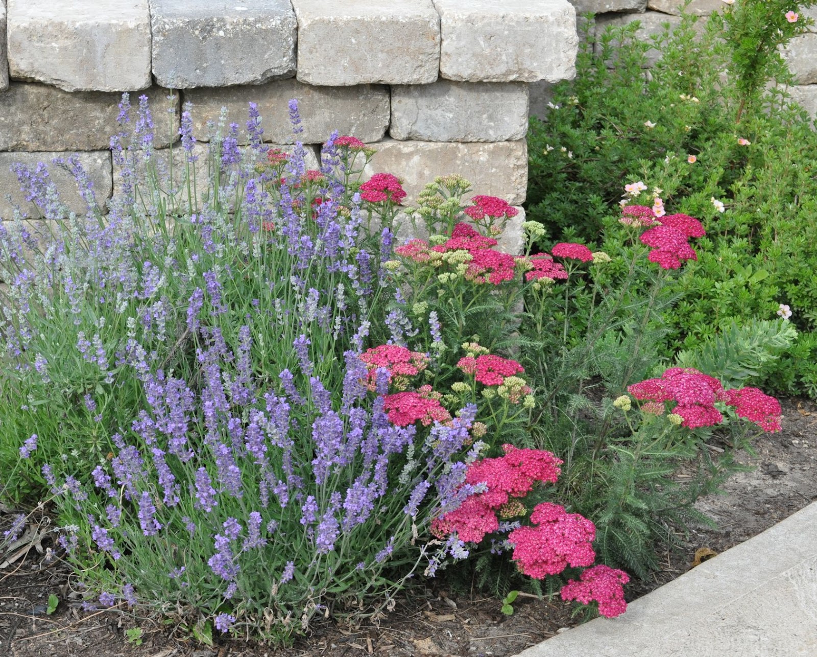 Lavender and Yarrow.jpg (1600×1286) Plants, Lavender companion plants